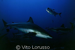 Fishs - Carcharhinus plumbeus by Vito Lorusso 